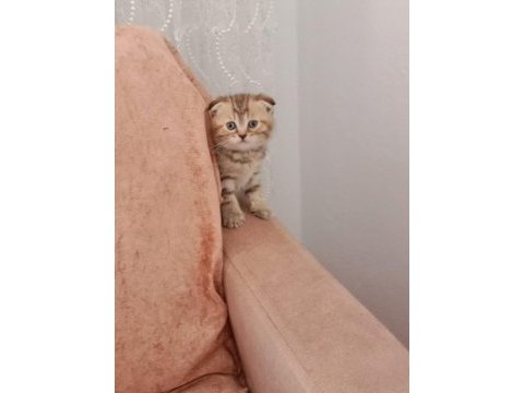 Evde doğan çok uyguna orjinal british shorthair yavrular