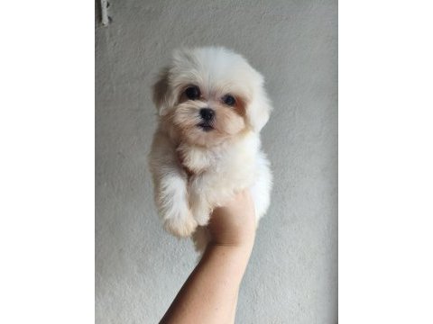 Teacup dişi kore maltese