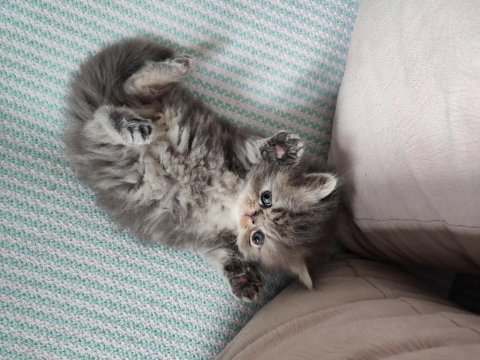 Chinchilla kedisi oğlanım