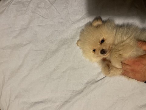 Yavru boo 50 günlük pomeranian boo