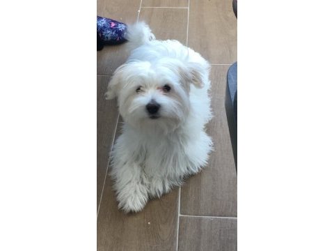 Maltese 4 aylık