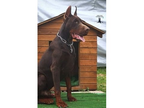 Kif a secereli yurtlarından gelme doberman damizliklar