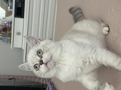 6 aylık aşılı exotic shorthair