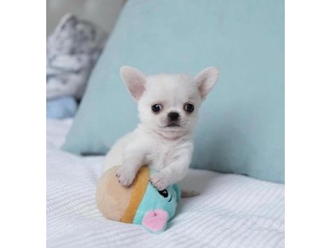 Türkiyenin en minik teacup chihuahua bebekleri