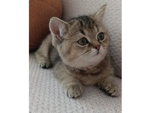 Yakışıklı yavru british shorthair
