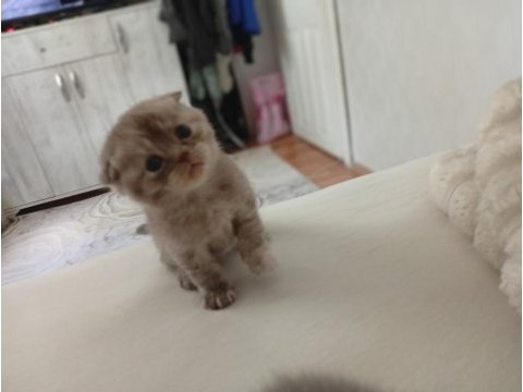 Scottish fold orjinal yavrularımı sahiplendiriyorum
