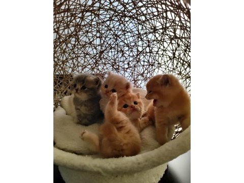 Golden british longhair kardeşler