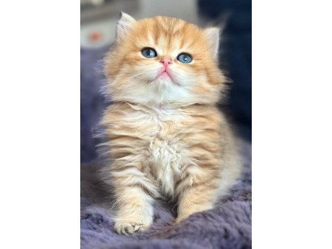 British longhair golden bebek