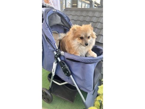 Çok uyguna pomeranian