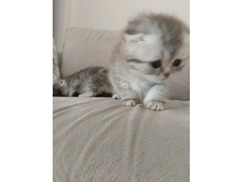 Harika show scottish fold yavrular