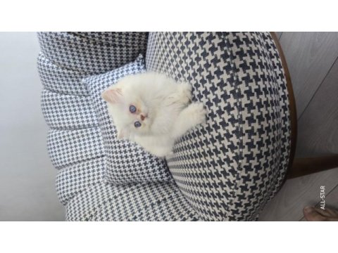 British longhair golden point erkek