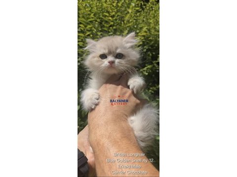 British longhair blue golden erkek yavru
