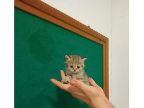 British shorthair 40 günlük yavrular