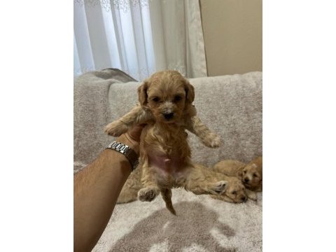 Maltipoo yavrularımız