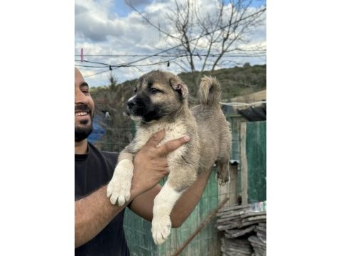 Karaboğa kangal yavruları bir