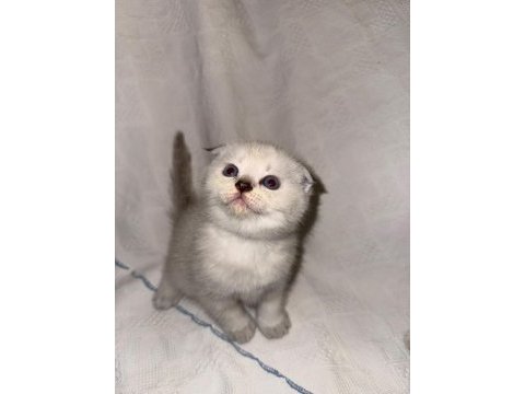 Çok sevimli british shorthair ve scottish fold yavrular
