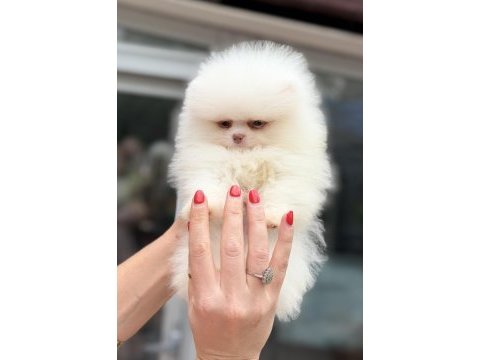Mavi gözlü pomeranian boo teddy face