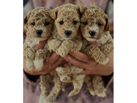 Maltipoo  mıniklerımız