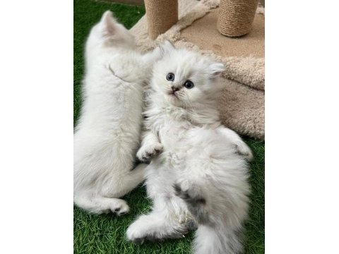 Safkan kedilerim kabiliyeti bilene