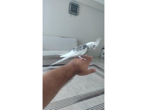 Evcil konuşan sultan papağanı