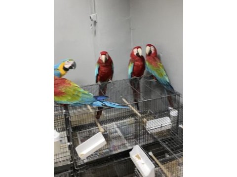 1-3 yaş aralığında genç kırmızı macaw papağanlar