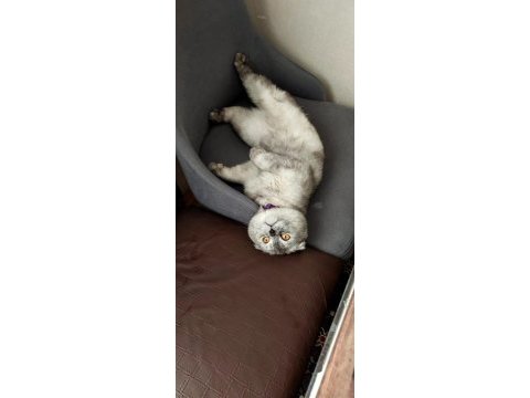 Acil satılık scottish fold