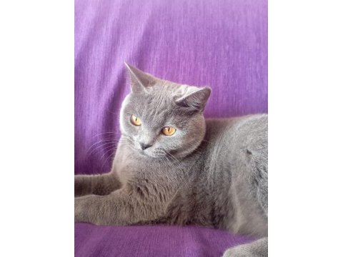 Brıtısh shortaır sahıplendırme