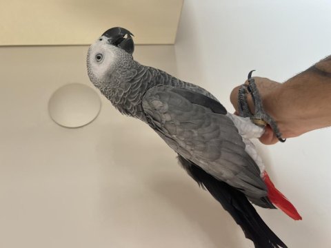 150 kelime üzeri konuşan jako papağanı