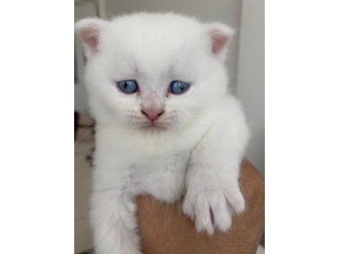Scottish fold