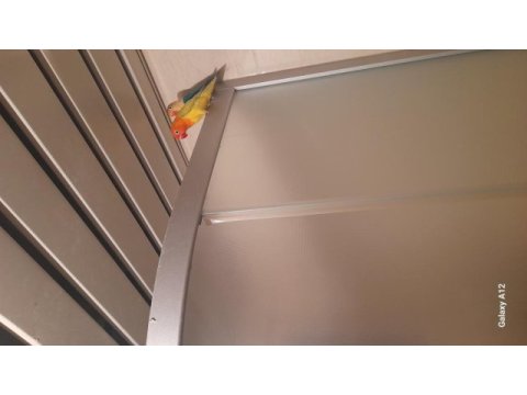 Cennet papağanı