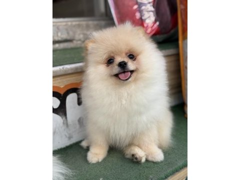 Ayı surat teacup pomeranian yavrularımız