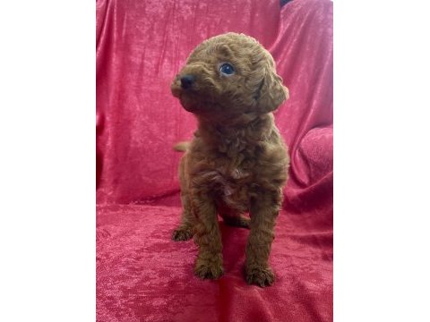 Mini red toy poodle kızımız