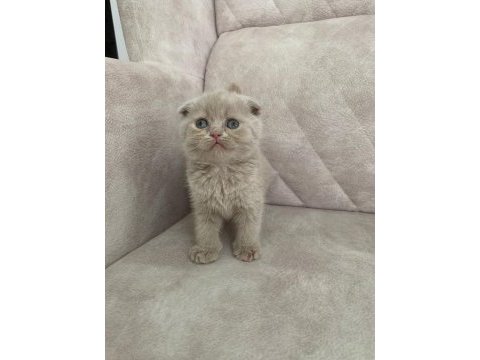 Ayı surat top kafa fawn rengi dişi bebiş scottish fold