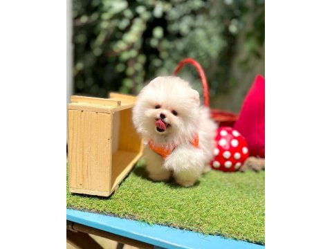 Safkan pomeranian yavrular