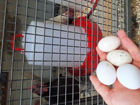 Bantam australorp 4+1