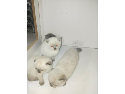 Scottish fold yavruları 40 günlük