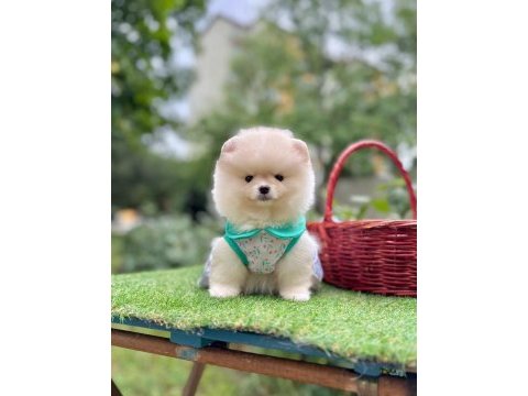Safkan pomeranian boo yavrularımız