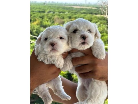 Maltese terrier yavruları bembeyaz kartopu