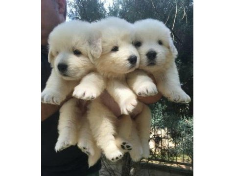 Golden retriever yavrular için ulaşabilirsiniz