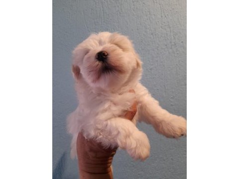 0 numara maltese bebeklerimiz