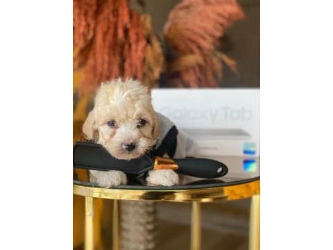 Maltipoo 2.5 aylık