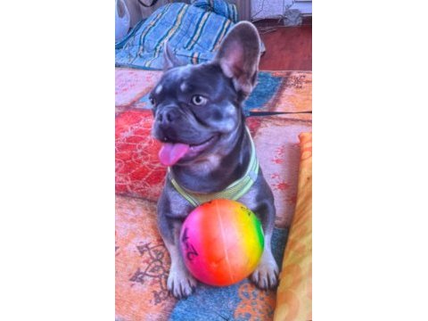 Blue erkek 2 yaşında fransız bulldog