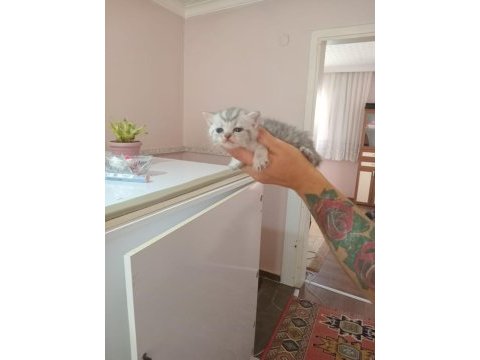 Nadir tür minyon british shorthair