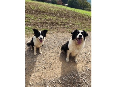 Ascr li son erkek yavru 4 aylık border collie