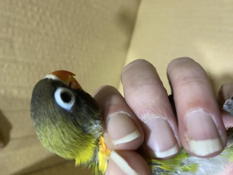 Çok güzel personat yeni yeme düşmüş yavru