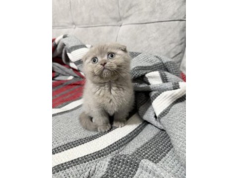 Saf kan minnoş scottish fold yavrum