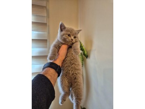 Lilac koca kafalı british shorthair