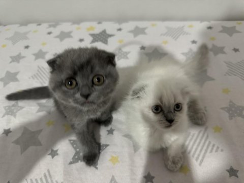 Yeni scottish fold yavrularımızı sahiplendireceğiz
