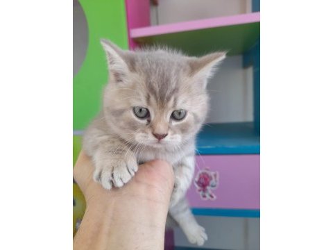 British shorthair 50 günlük yavrular (ankara)