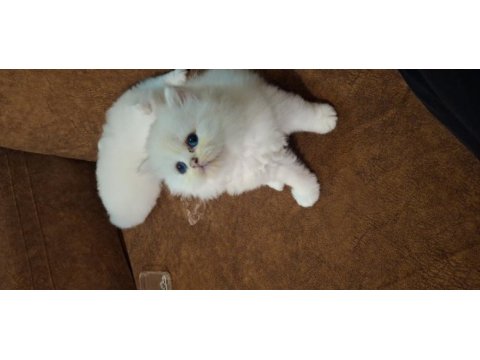 Safkan british longhair yavru